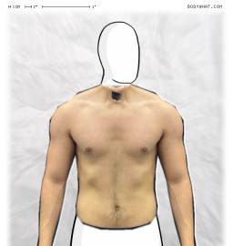 Torso