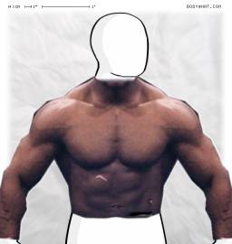 Torso