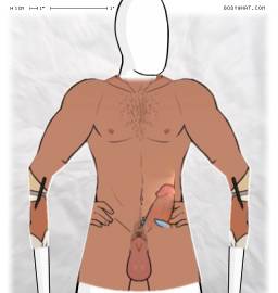 Torso