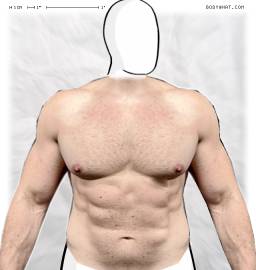 Torso