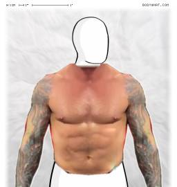 Torso