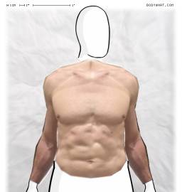 Torso