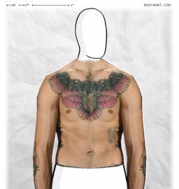 Torso
