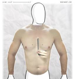 Torso