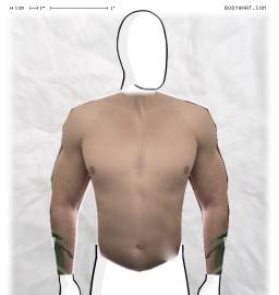 Torso