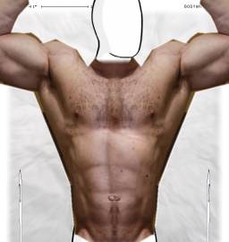 Torso
