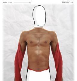 Torso
